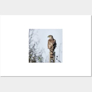 Juvenile Cooper's Hawk - Square Posters and Art